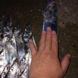 小さいけど爆釣